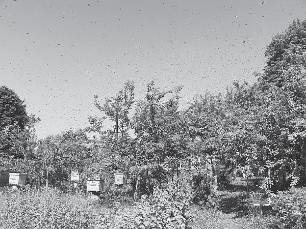 Иллюстрация к книге — Пчеловодство для начинающих [_118.jpg]