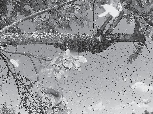 Иллюстрация к книге — Пчеловодство для начинающих [_120.jpg]