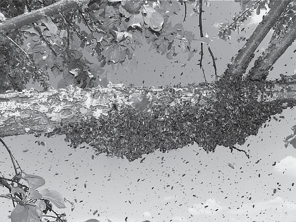 Иллюстрация к книге — Пчеловодство для начинающих [_122.jpg]