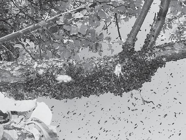 Иллюстрация к книге — Пчеловодство для начинающих [_123.jpg]