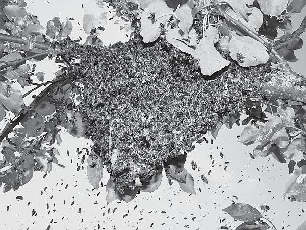 Иллюстрация к книге — Пчеловодство для начинающих [_125.jpg]