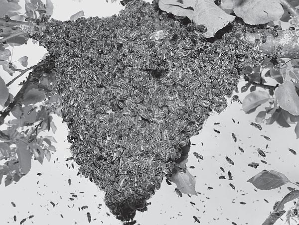 Иллюстрация к книге — Пчеловодство для начинающих [_126.jpg]