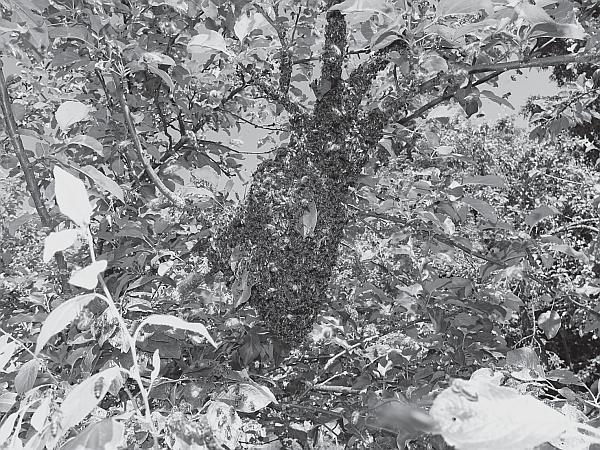 Иллюстрация к книге — Пчеловодство для начинающих [_127.jpg]