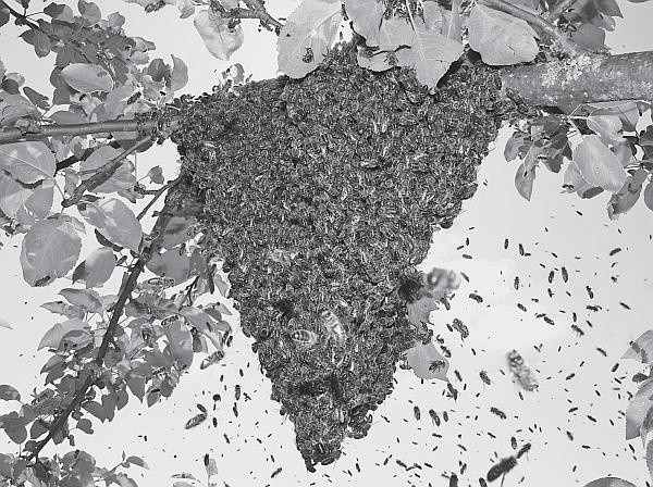 Иллюстрация к книге — Пчеловодство для начинающих [_128.jpg]