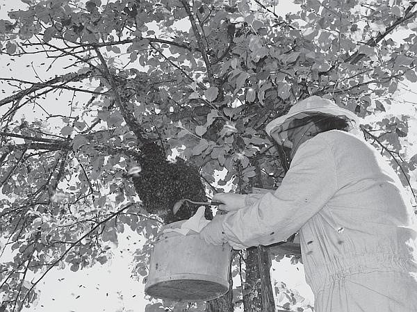 Иллюстрация к книге — Пчеловодство для начинающих [_132.jpg]