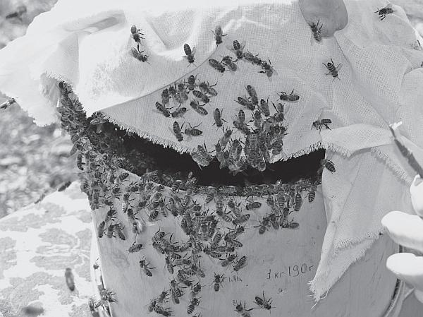 Иллюстрация к книге — Пчеловодство для начинающих [_137.jpg]