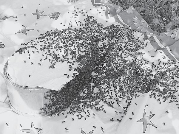 Иллюстрация к книге — Пчеловодство для начинающих [_138.jpg]