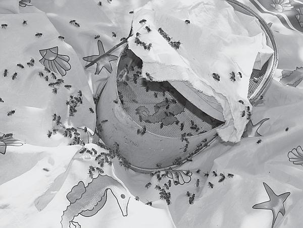 Иллюстрация к книге — Пчеловодство для начинающих [_139.jpg]