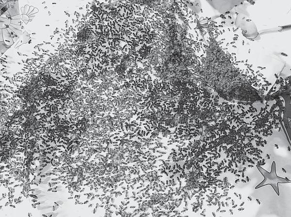 Иллюстрация к книге — Пчеловодство для начинающих [_141.jpg]