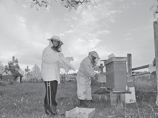 Иллюстрация к книге — Пчеловодство для начинающих [_150.jpg]