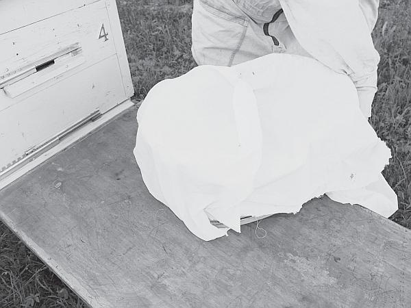 Иллюстрация к книге — Пчеловодство для начинающих [_151.jpg]