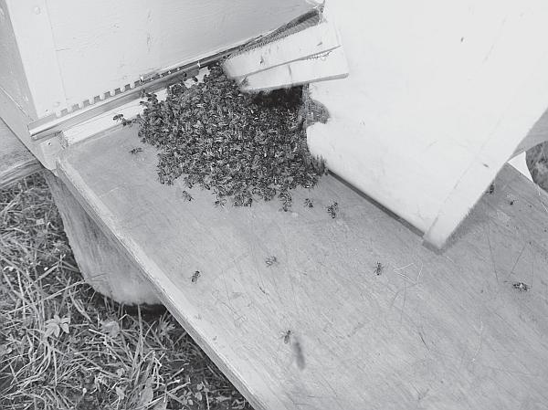 Иллюстрация к книге — Пчеловодство для начинающих [_152.jpg]