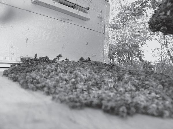 Иллюстрация к книге — Пчеловодство для начинающих [_153.jpg]