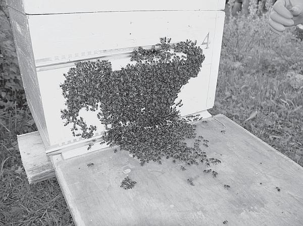 Иллюстрация к книге — Пчеловодство для начинающих [_154.jpg]