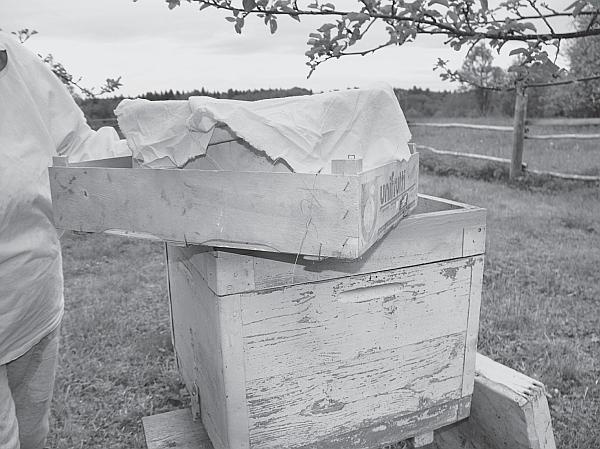 Иллюстрация к книге — Пчеловодство для начинающих [_157.jpg]