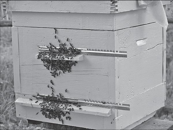 Иллюстрация к книге — Пчеловодство для начинающих [_162.jpg]