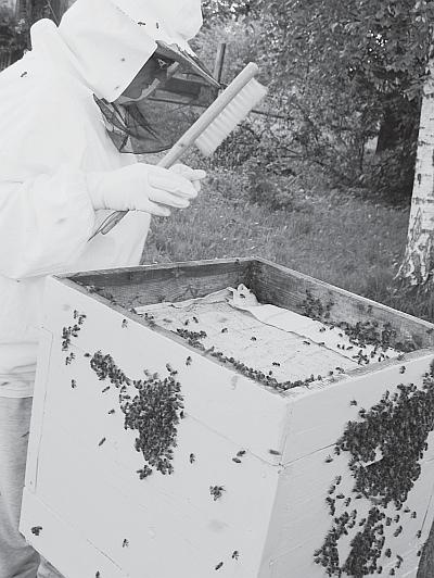 Иллюстрация к книге — Пчеловодство для начинающих [_163.jpg]