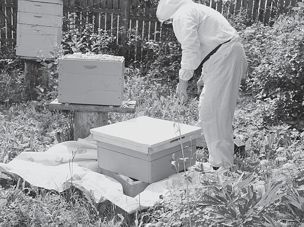 Иллюстрация к книге — Пчеловодство для начинающих [_166.jpg]