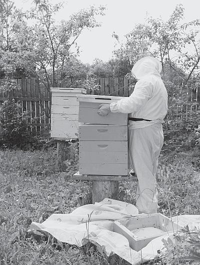 Иллюстрация к книге — Пчеловодство для начинающих [_169.jpg]