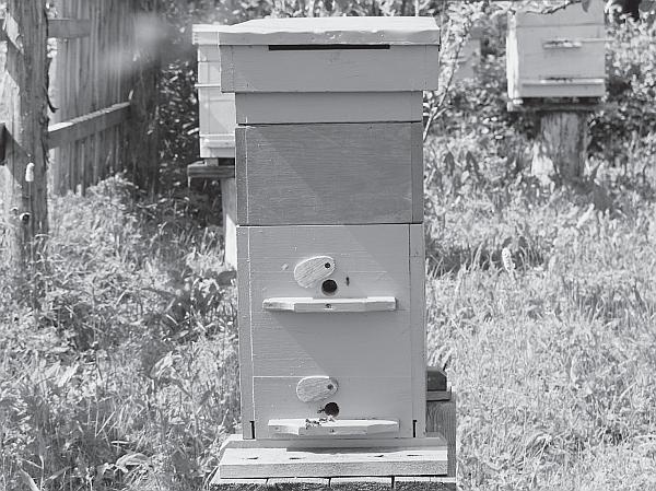 Иллюстрация к книге — Пчеловодство для начинающих [_171.jpg]