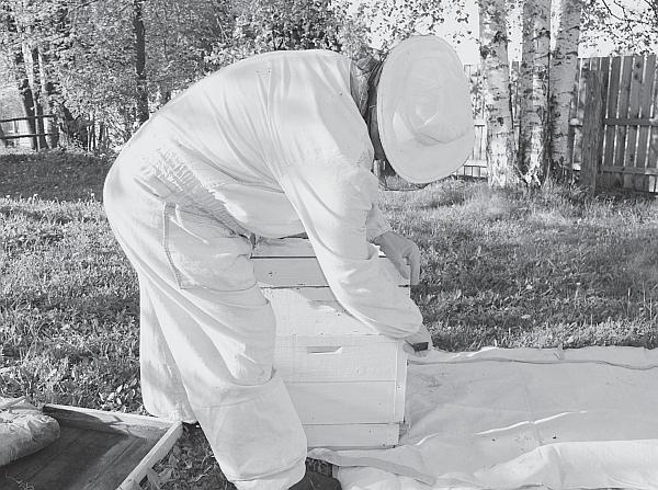 Иллюстрация к книге — Пчеловодство для начинающих [_175.jpg]