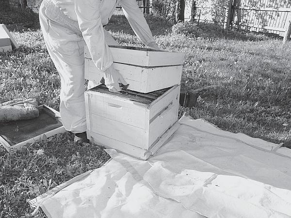 Иллюстрация к книге — Пчеловодство для начинающих [_176.jpg]