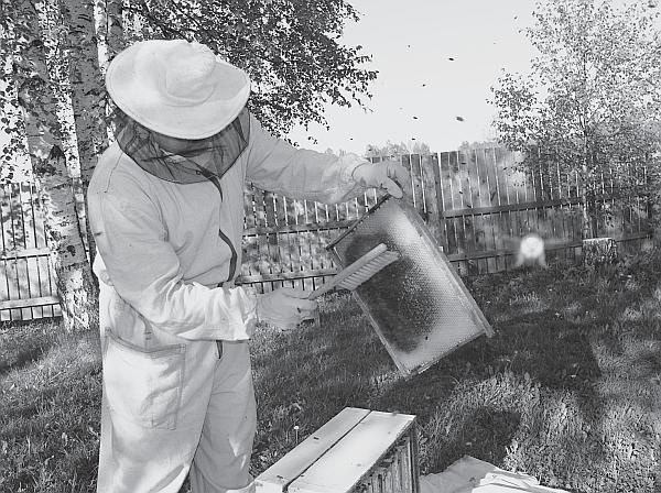 Иллюстрация к книге — Пчеловодство для начинающих [_178.jpg]
