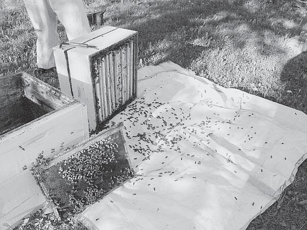 Иллюстрация к книге — Пчеловодство для начинающих [_181.jpg]