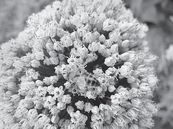 Иллюстрация к книге — Пчеловодство для начинающих [_183.jpg]