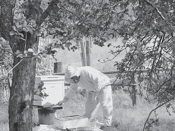 Иллюстрация к книге — Пчеловодство для начинающих [_189.jpg]