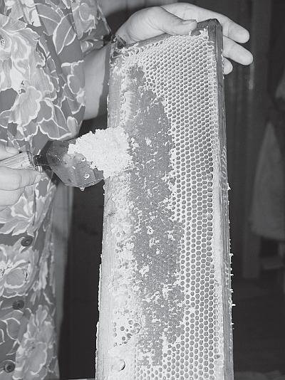 Иллюстрация к книге — Пчеловодство для начинающих [_192.jpg]