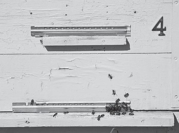 Иллюстрация к книге — Пчеловодство для начинающих [_197.jpg]