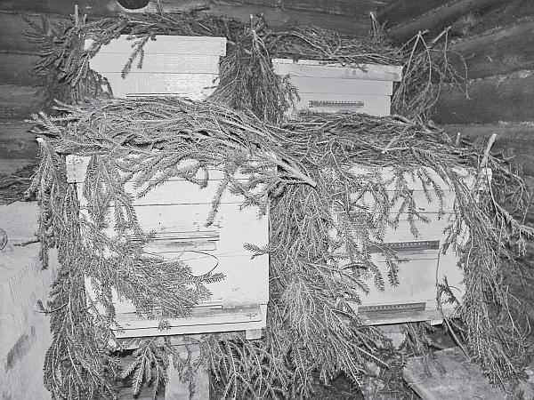 Иллюстрация к книге — Пчеловодство для начинающих [_211.jpg]