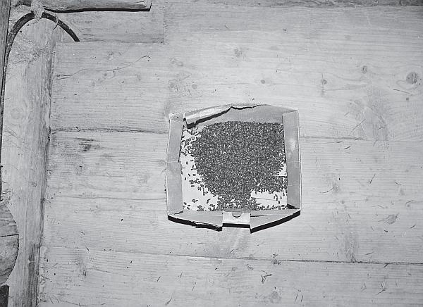 Иллюстрация к книге — Пчеловодство для начинающих [_212.jpg]