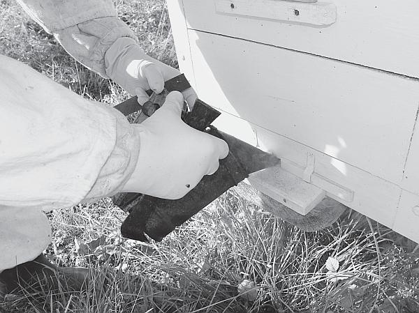 Иллюстрация к книге — Пчеловодство для начинающих [_22.jpg]