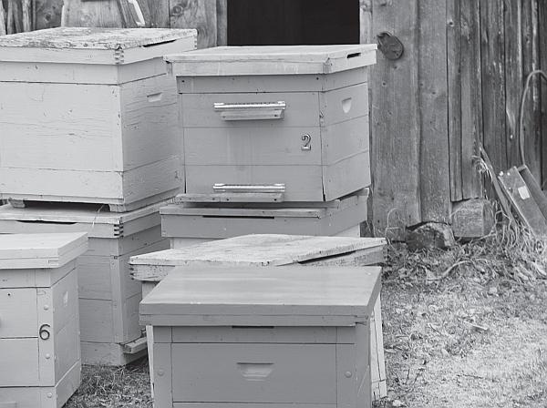 Иллюстрация к книге — Пчеловодство для начинающих [_222.jpg]