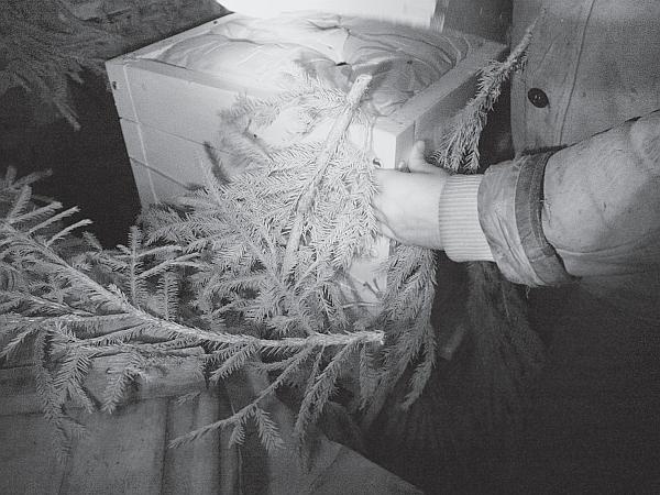 Иллюстрация к книге — Пчеловодство для начинающих [_239.jpg]