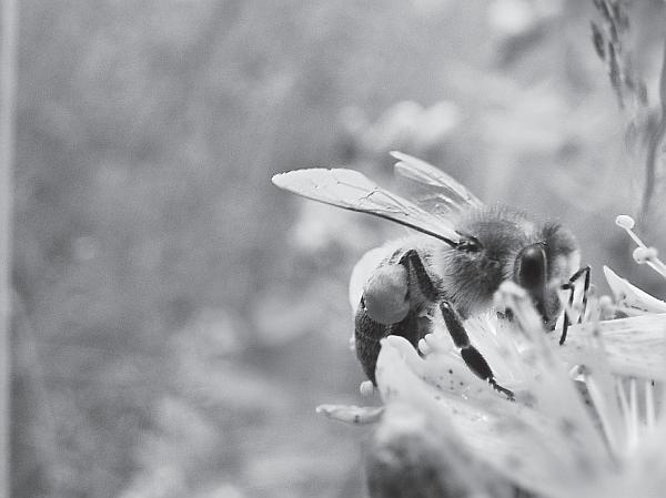 Иллюстрация к книге — Пчеловодство для начинающих [_246.jpg]