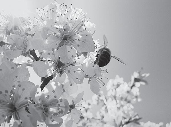 Иллюстрация к книге — Пчеловодство для начинающих [_247.jpg]