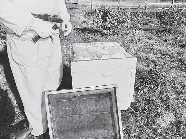 Иллюстрация к книге — Пчеловодство для начинающих [_254.jpg]