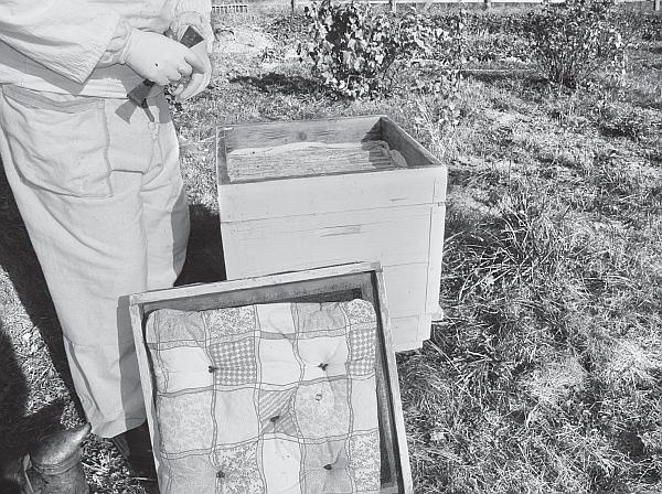 Иллюстрация к книге — Пчеловодство для начинающих [_255.jpg]