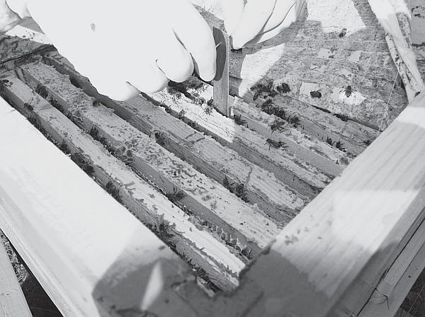 Иллюстрация к книге — Пчеловодство для начинающих [_256.jpg]