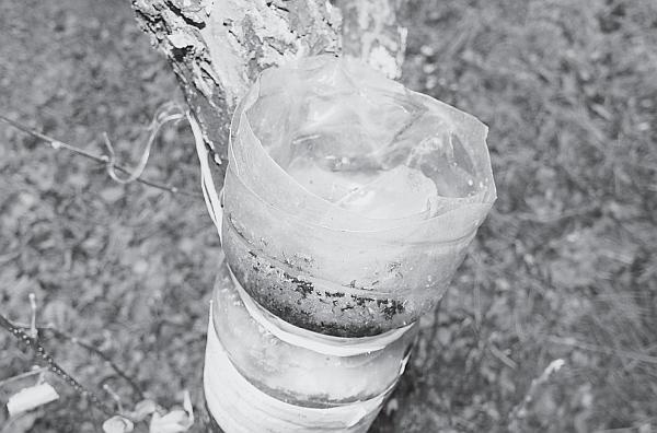 Иллюстрация к книге — Пчеловодство для начинающих [_259.jpg]