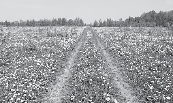 Иллюстрация к книге — Пчеловодство для начинающих [_266.jpg]