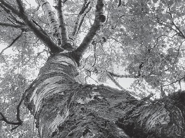 Иллюстрация к книге — Пчеловодство для начинающих [_270.jpg]