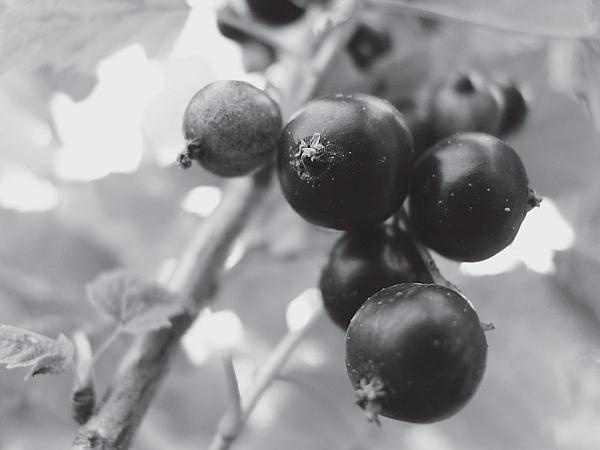 Иллюстрация к книге — Пчеловодство для начинающих [_271.jpg]