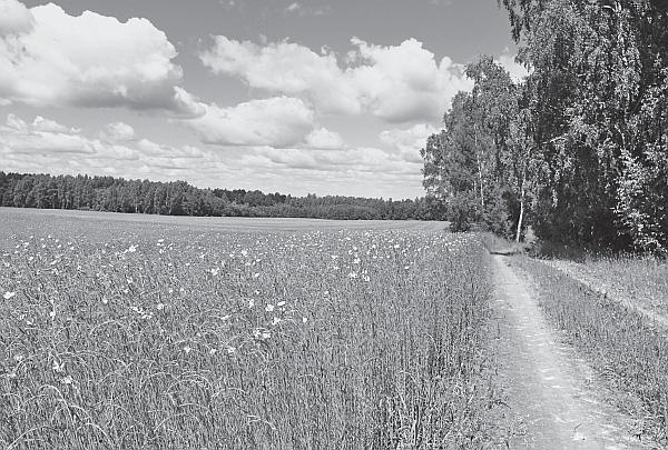 Иллюстрация к книге — Пчеловодство для начинающих [_272.jpg]