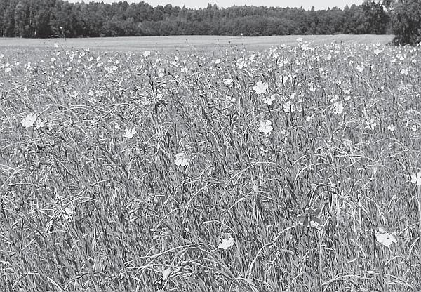 Иллюстрация к книге — Пчеловодство для начинающих [_273.jpg]