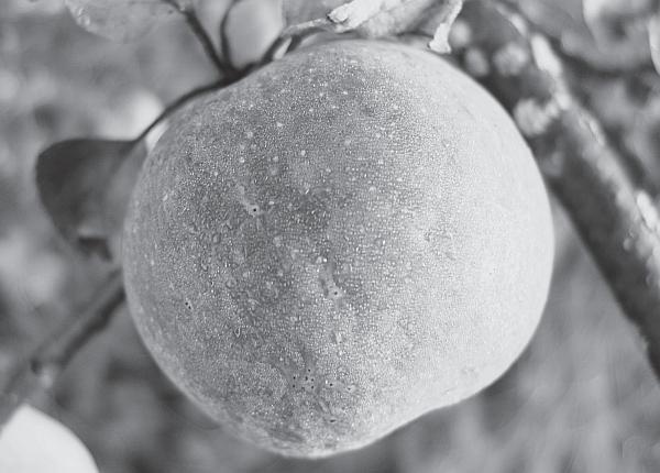 Иллюстрация к книге — Пчеловодство для начинающих [_277.jpg]