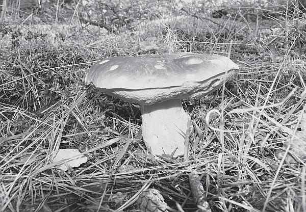 Иллюстрация к книге — Пчеловодство для начинающих [_278.jpg]